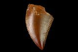 Serrated, Raptor Tooth - Real Dinosaur Tooth #152505-1